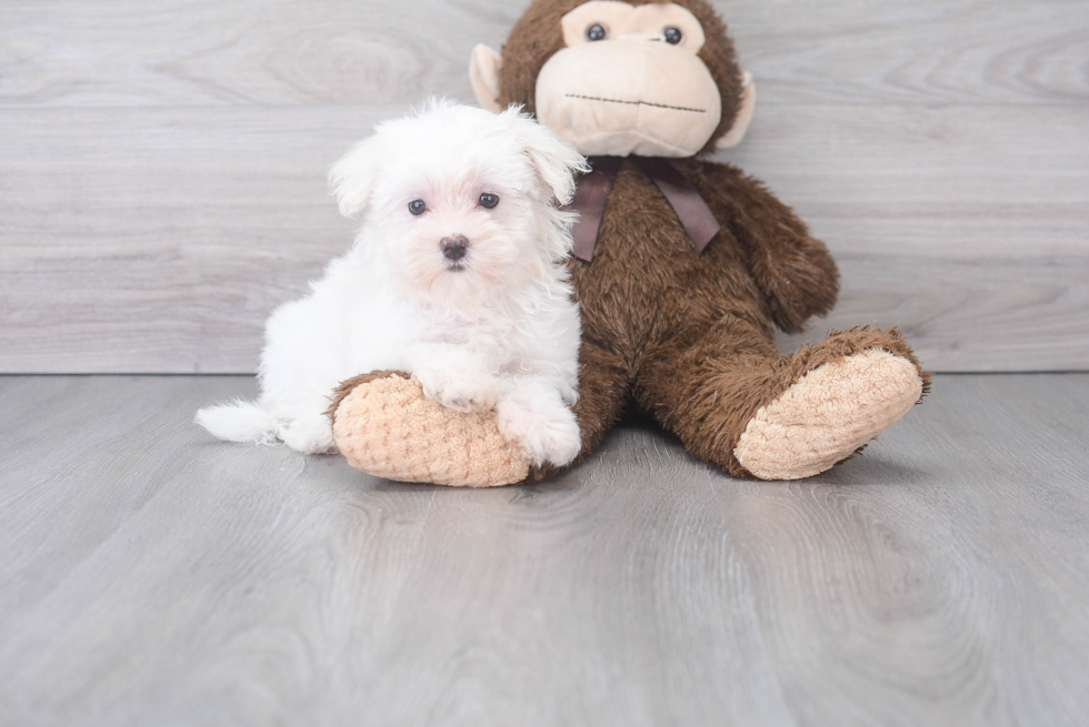 Maltese Pup Being Cute