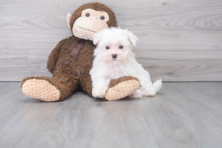 Small Maltese Purebred Pup