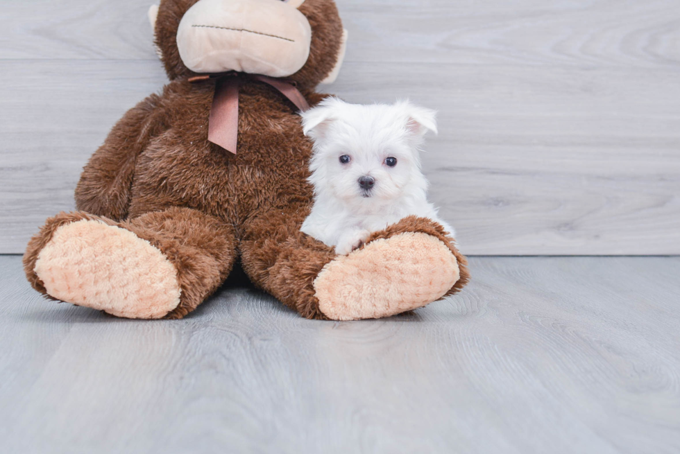 Maltese Puppy for Adoption