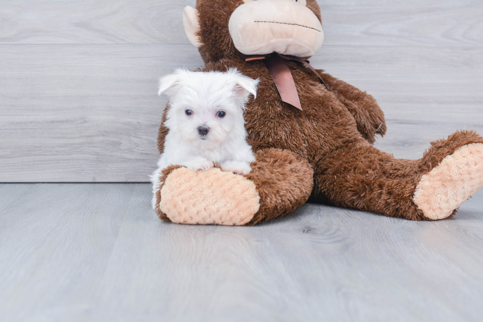 Maltese Pup Being Cute