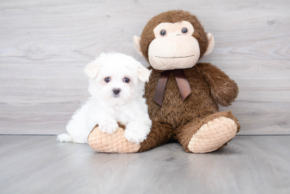 Happy Maltese Purebred Puppy