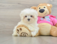 8 week old Maltese Puppy For Sale - Premier Pups