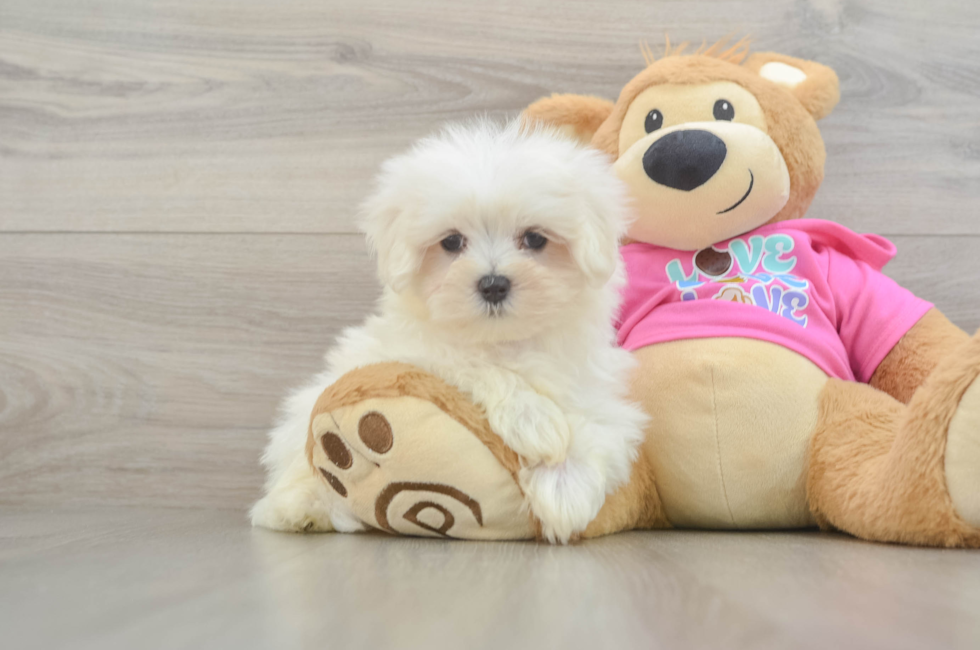 8 week old Maltese Puppy For Sale - Premier Pups