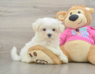 8 week old Maltese Puppy For Sale - Premier Pups