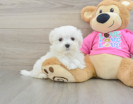 8 week old Maltese Puppy For Sale - Premier Pups