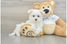 Smart Maltese Purebred Puppy