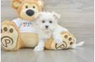 Maltese Puppy for Adoption