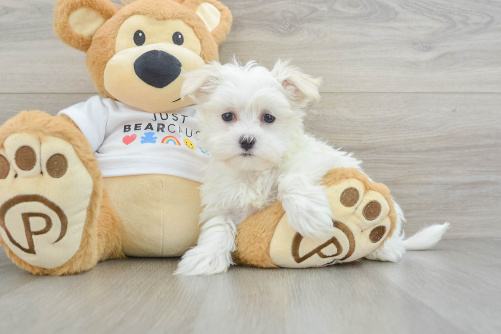 Maltese Puppy for Adoption