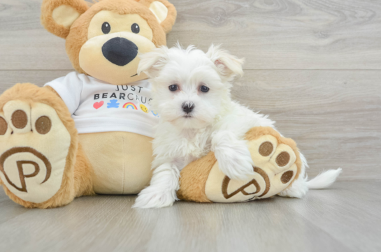 Maltese Puppy for Adoption