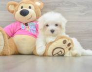 8 week old Maltese Puppy For Sale - Premier Pups