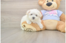 Best Maltese Baby