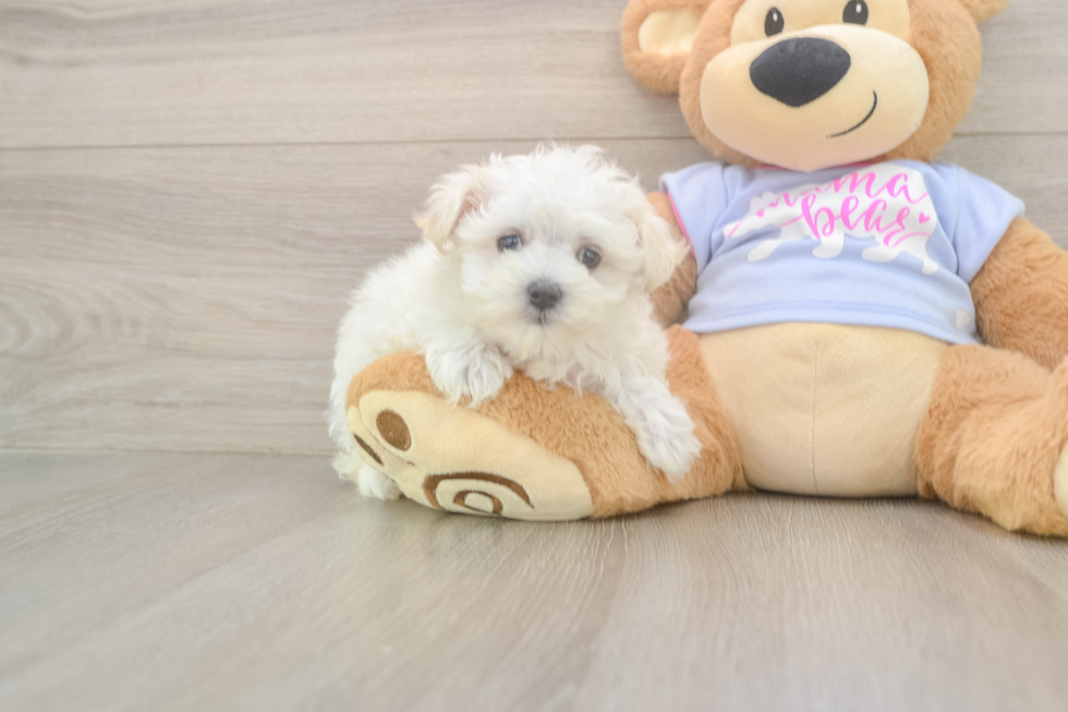 Best Maltese Baby