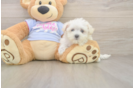Maltese Puppy for Adoption
