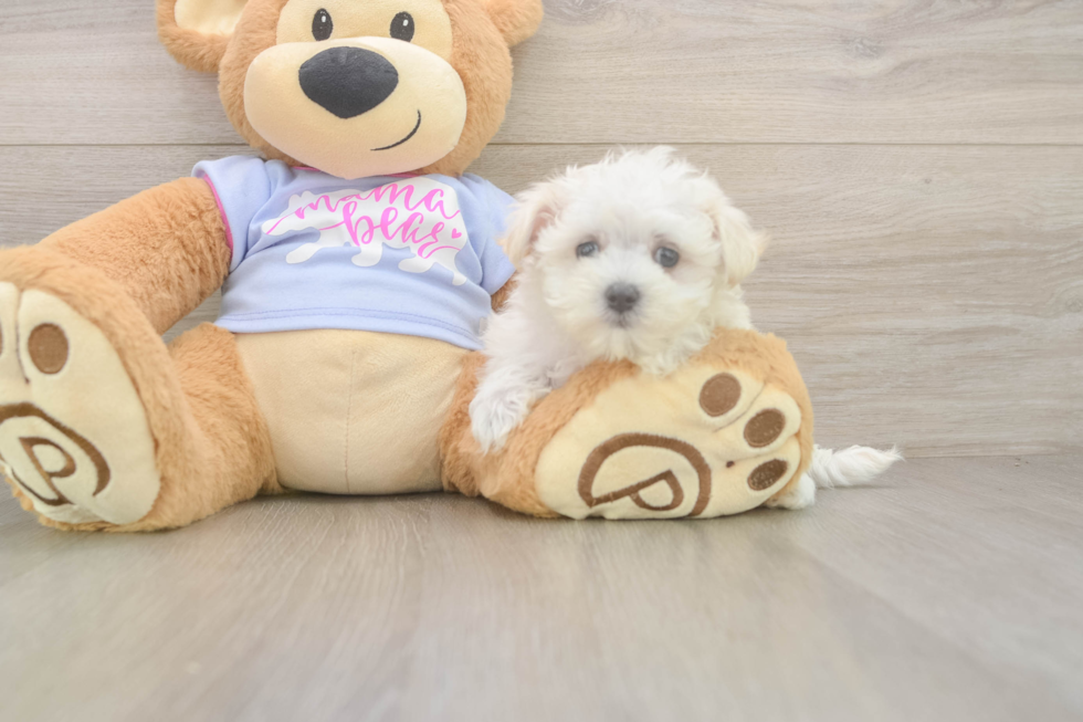 Maltese Puppy for Adoption