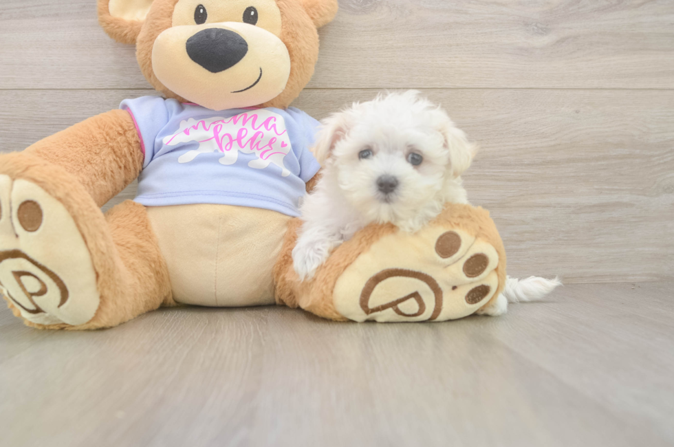 7 week old Maltese Puppy For Sale - Premier Pups