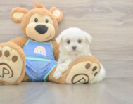 7 week old Maltese Puppy For Sale - Premier Pups