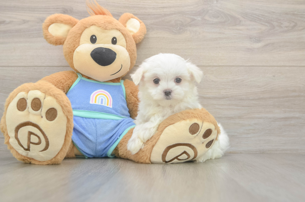 7 week old Maltese Puppy For Sale - Premier Pups