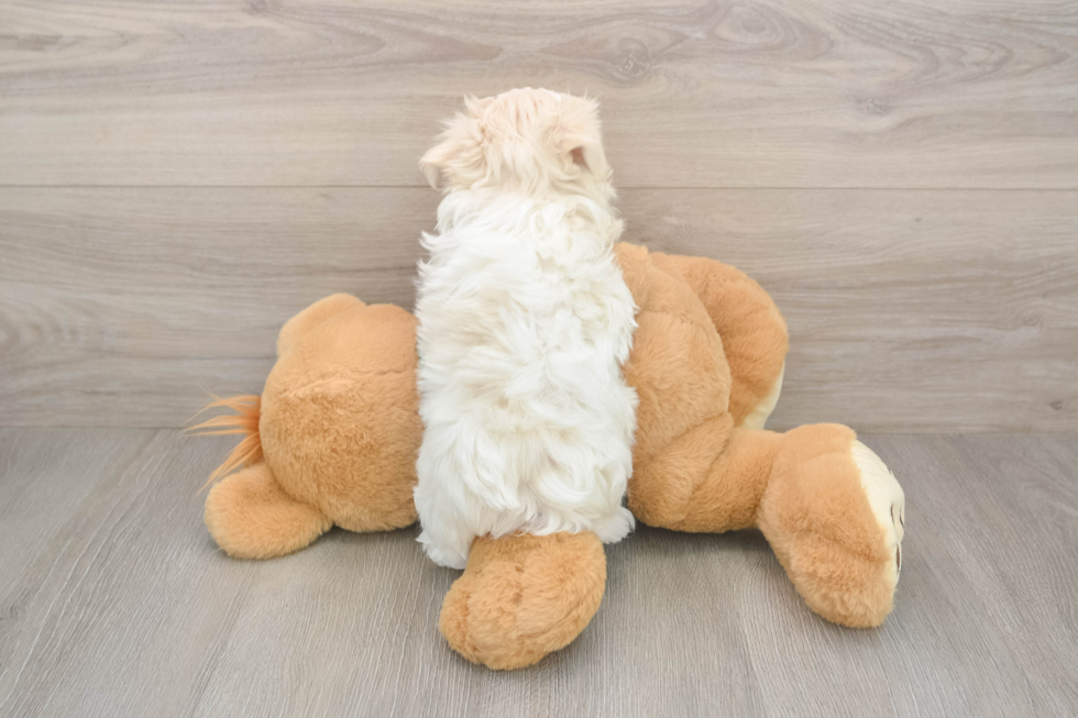 Adorable Maltese Purebred Puppy