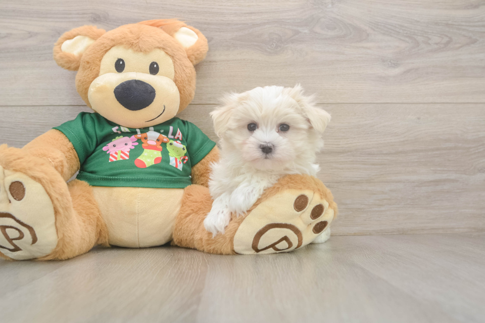 Maltese Puppy for Adoption