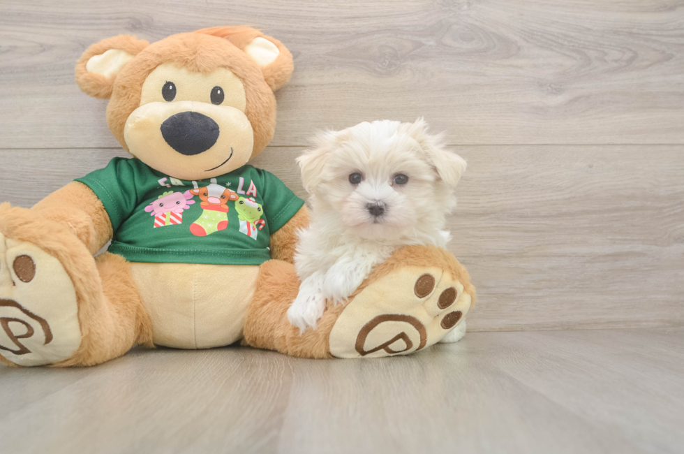 11 week old Maltese Puppy For Sale - Premier Pups