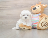7 week old Maltese Puppy For Sale - Premier Pups