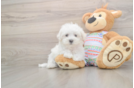 Maltese Puppy for Adoption