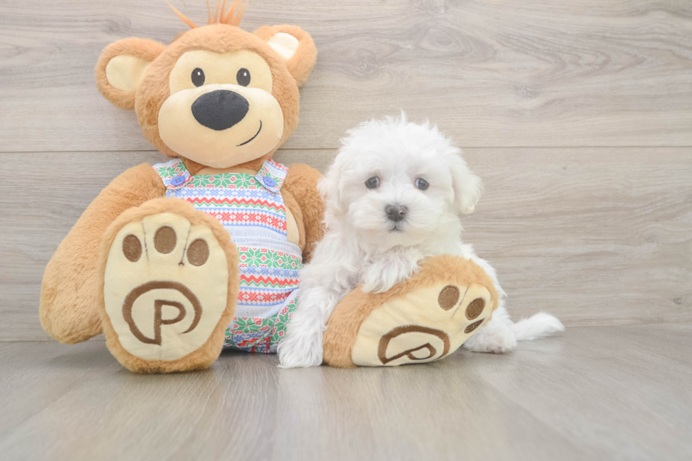 Fluffy Maltese Purebred Puppy