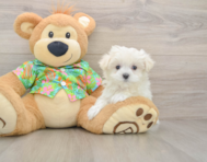 7 week old Maltese Puppy For Sale - Premier Pups