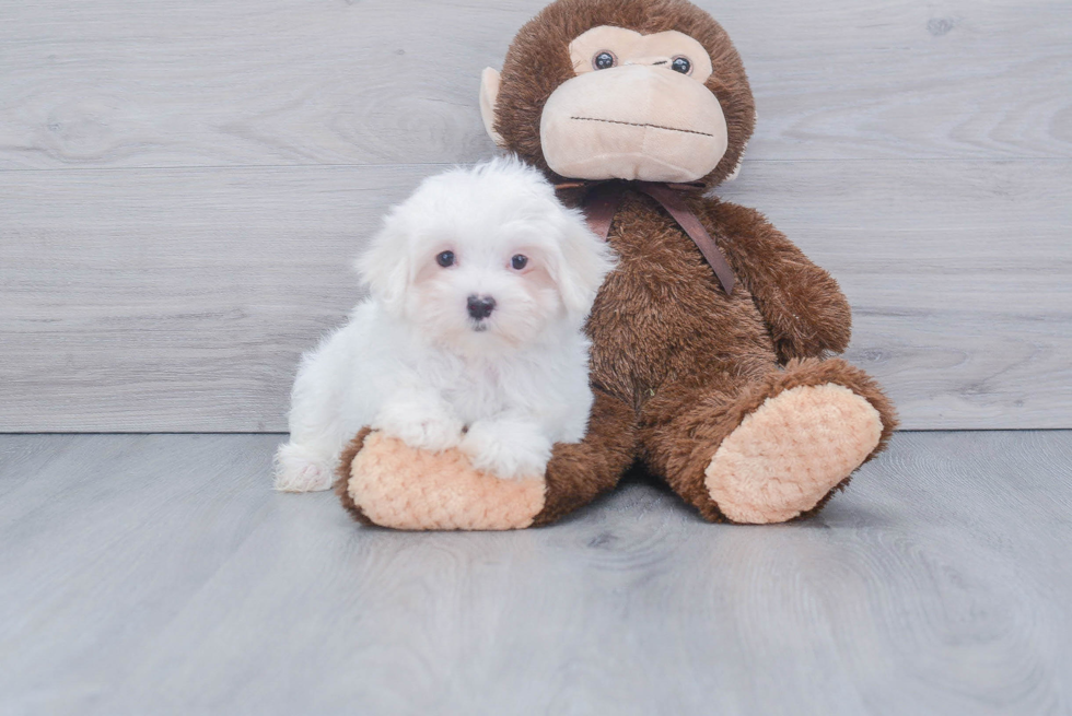 Maltese Pup Being Cute