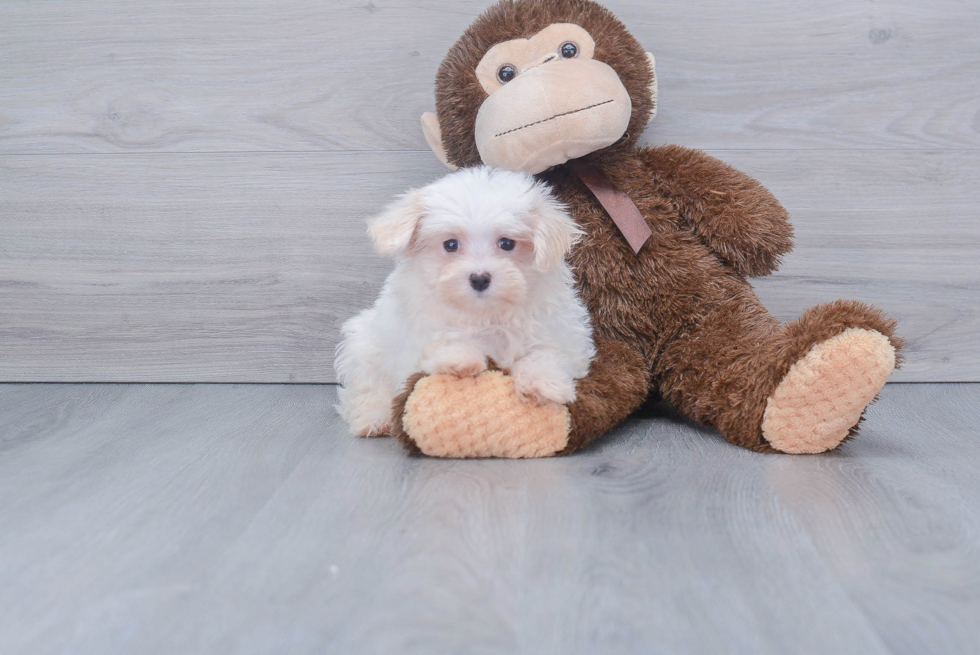 Maltese Pup Being Cute