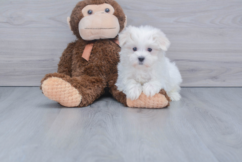 Maltese Pup Being Cute