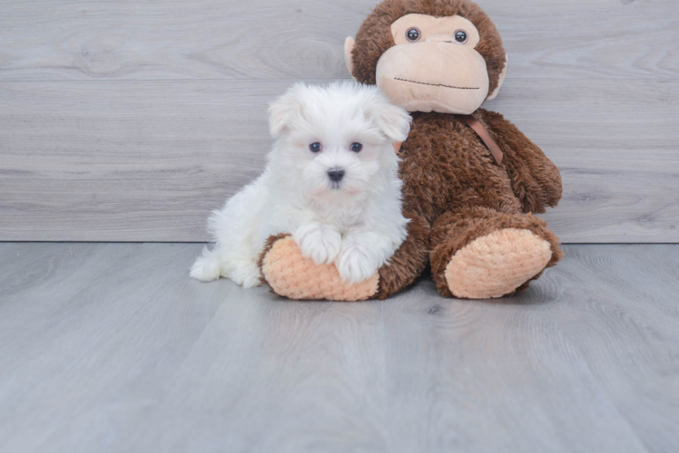 Maltese Puppy for Adoption