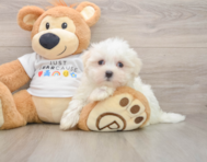 8 week old Maltese Puppy For Sale - Premier Pups