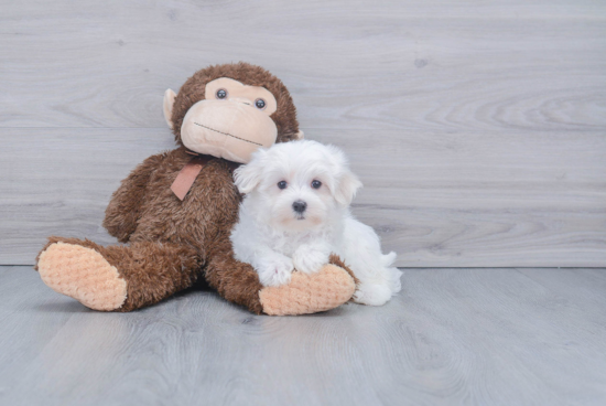 Playful Maltese Purebred Pup