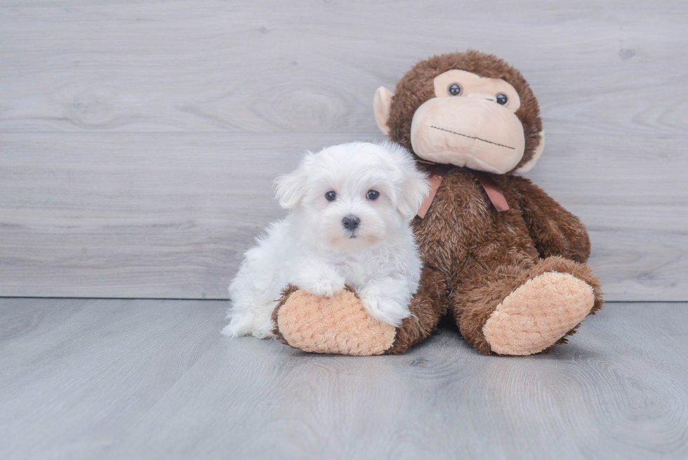 Energetic Maltese Purebred Puppy