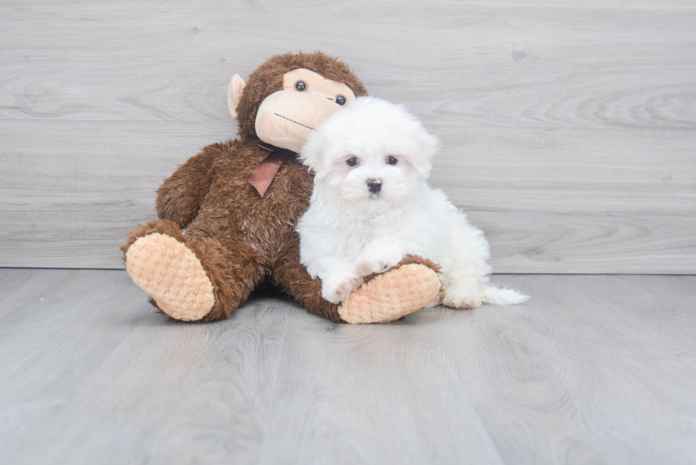 Playful Maltese Baby