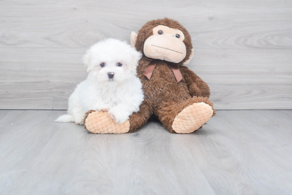 Popular Maltese Purebred Pup