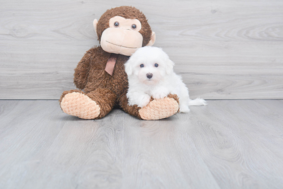 Little Maltese Purebred Pup