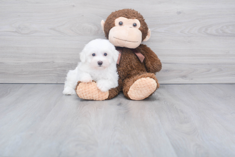 Sweet Maltese Purebred Puppy