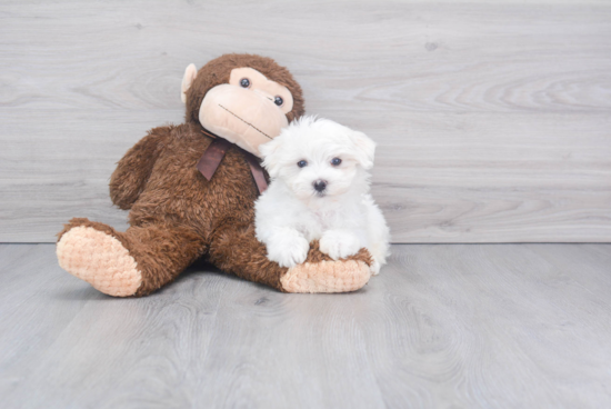 Small Maltese Purebred Pup