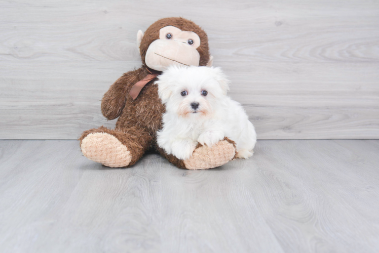 Maltese Pup Being Cute