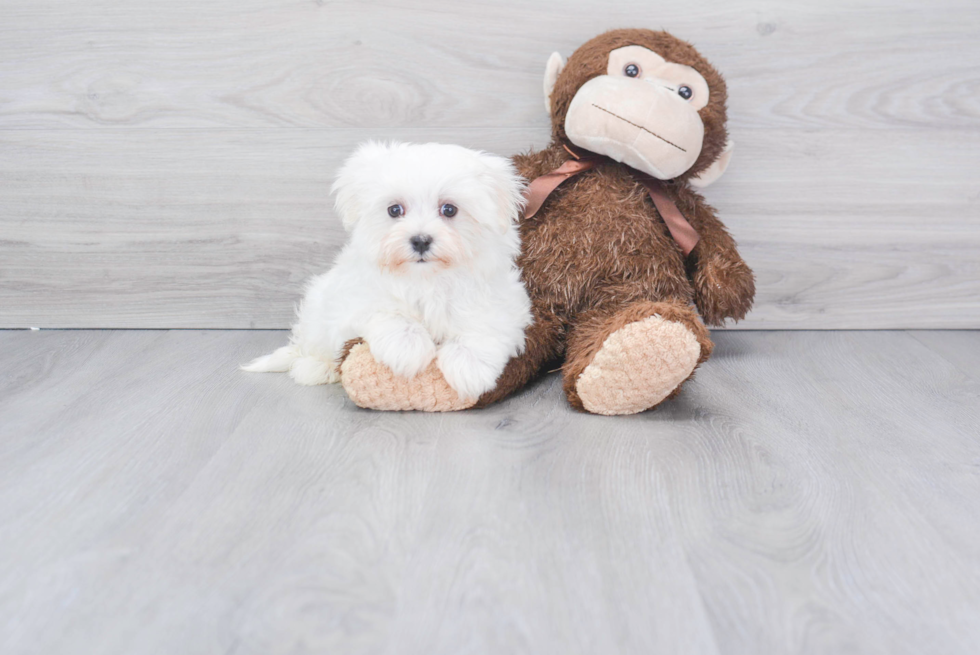 Little Maltese Purebred Pup