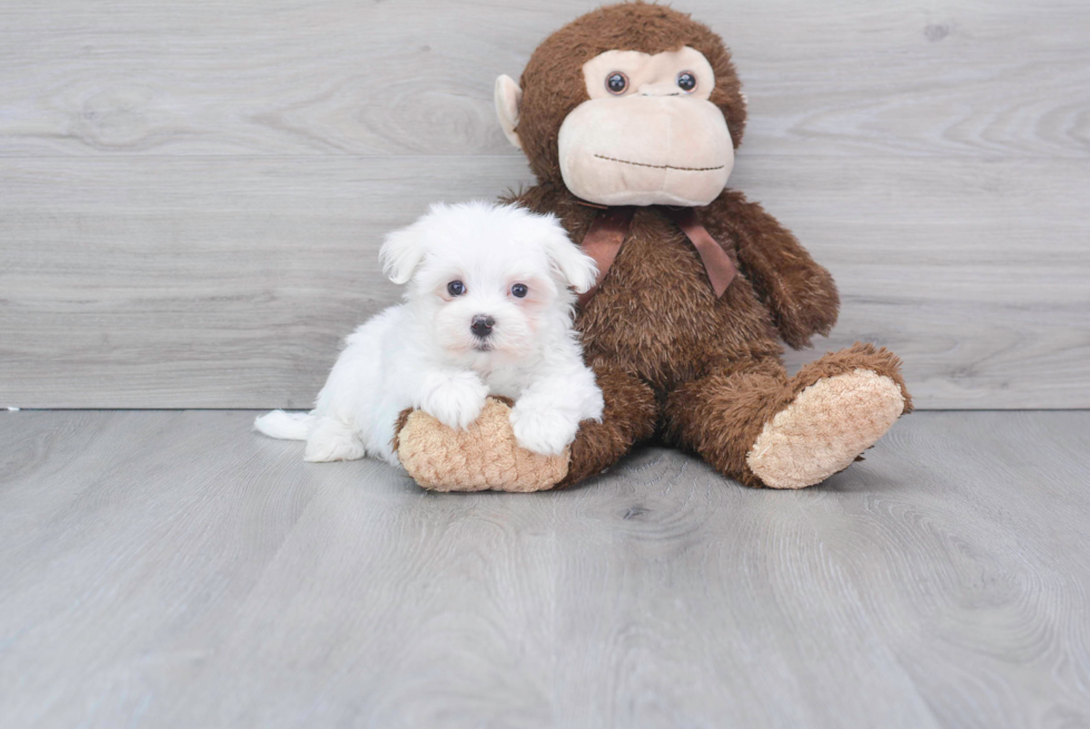 Happy Maltese Purebred Puppy