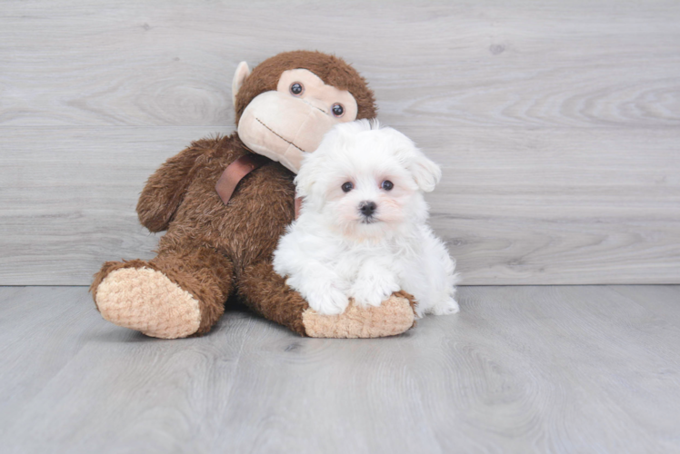 Smart Maltese Purebred Puppy