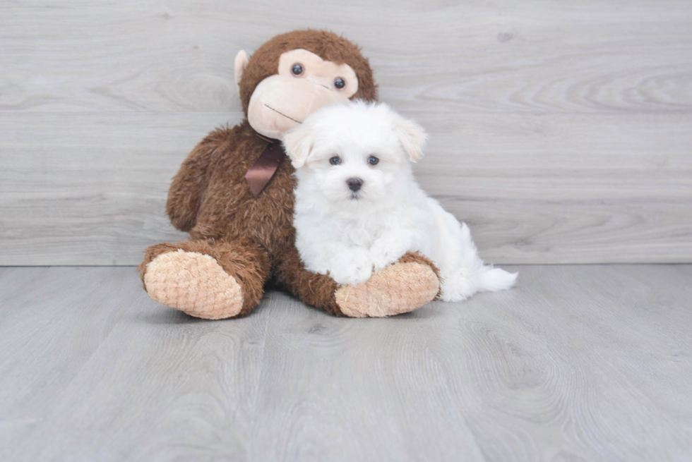 Maltese Puppy for Adoption