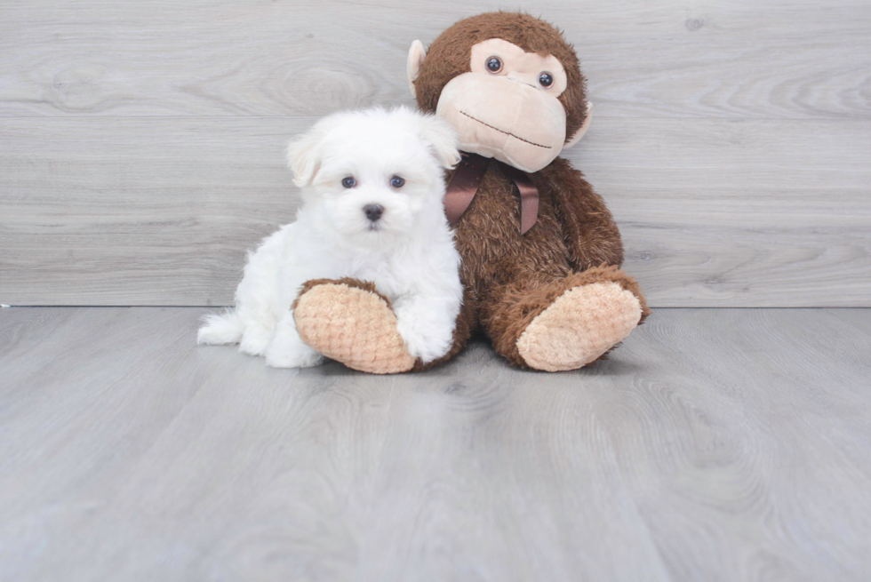 Hypoallergenic Maltese Purebred Pup