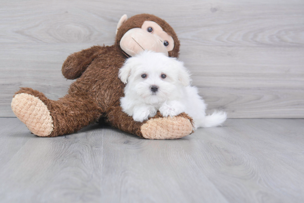 Popular Maltese Purebred Pup