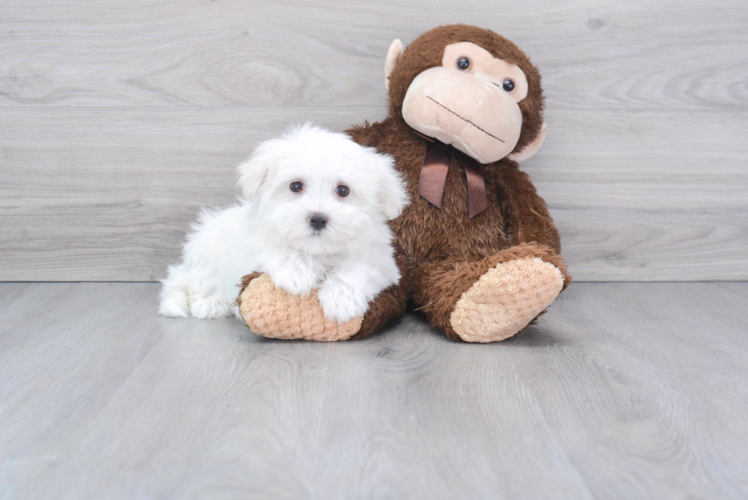 Maltese Pup Being Cute