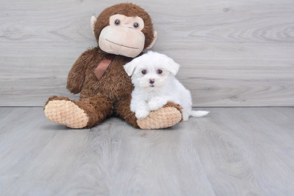 Hypoallergenic Maltese Baby