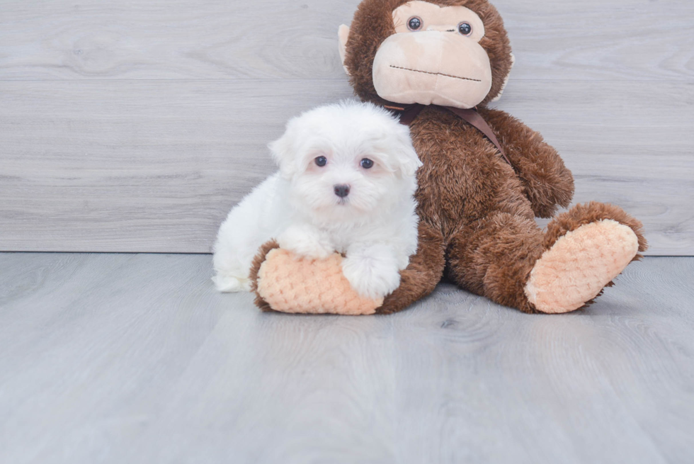 Friendly Maltese Baby